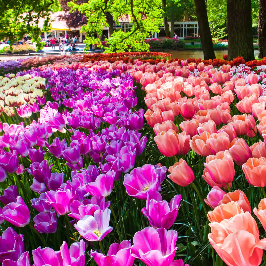 Flower beddings at Keukehof