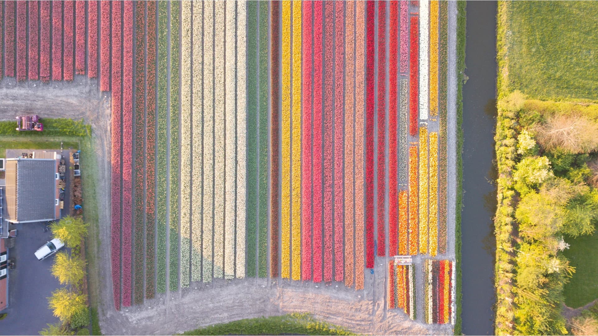 Top 5 Tulip Field Tours from Amsterdam
