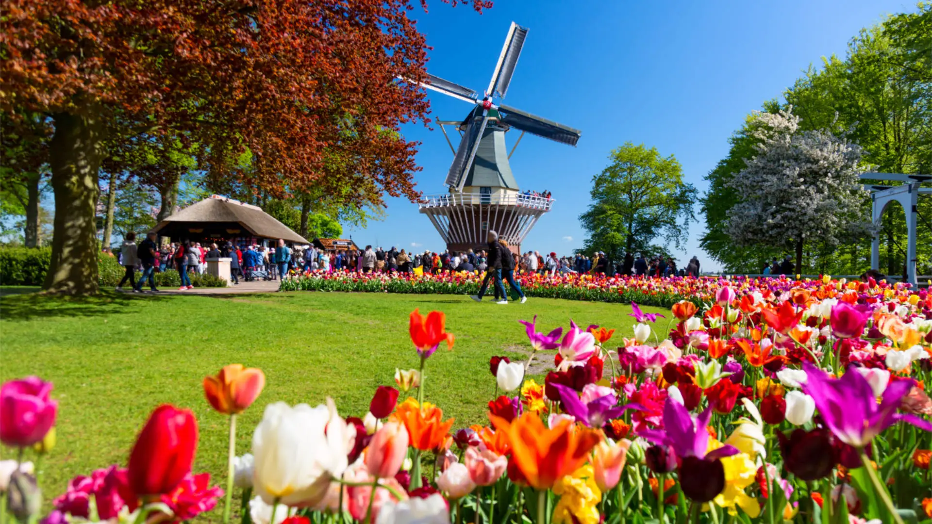 How to Get to Keukenhof from Amsterdam: The Best Travel Tips