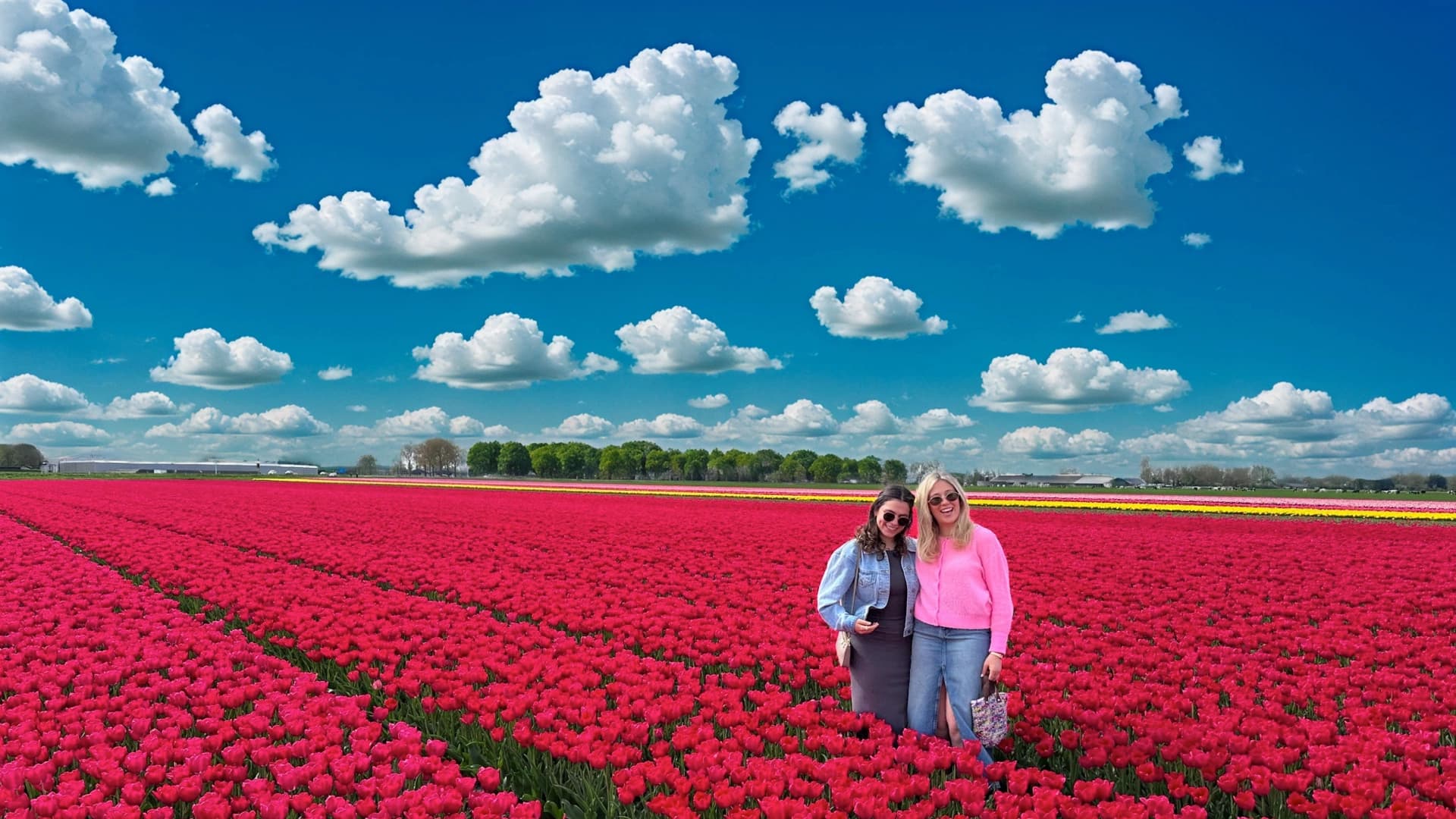 Tulip Fields