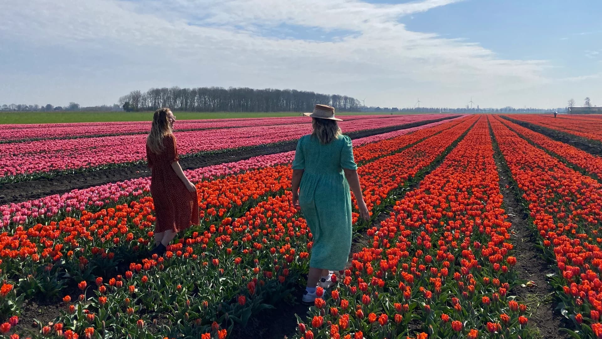 Tulip Field Day Trips